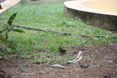 Melanospiza bicolor