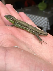 Lacerta agilis