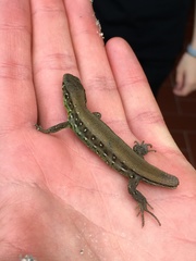 Lacerta agilis