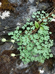 Paraquilegia microphylla