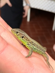 Lacerta agilis