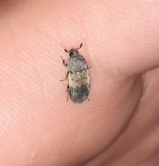 Dermestes lardarius