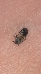 Dermestes lardarius