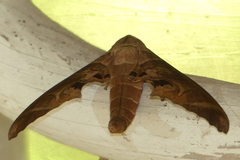 Marumba spectabilis