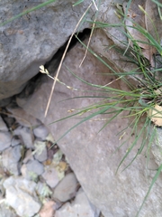 Melica rectiflora
