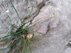 Melica rectiflora