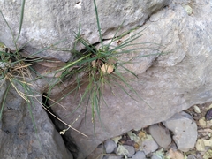 Melica rectiflora