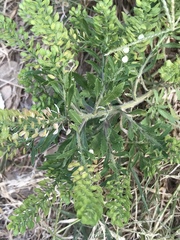 Lepidium austrinum