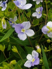 Veronica filiformis