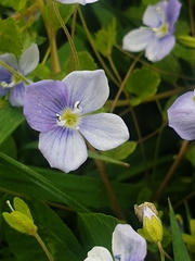 Veronica filiformis