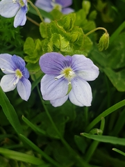 Veronica filiformis