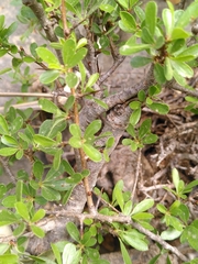 Rhamnus saxatilis