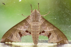 Marumba