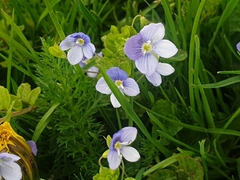 Veronica filiformis