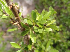 Rhamnus saxatilis