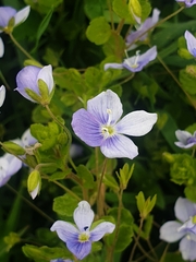 Veronica filiformis