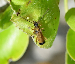 Grammoptera ustulata