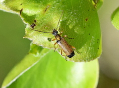 Grammoptera ustulata
