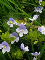 Veronica filiformis