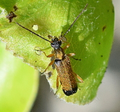 Grammoptera ustulata