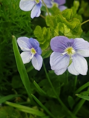 Veronica filiformis