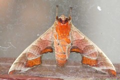 Marumba
