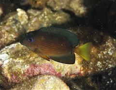 Ctenochaetus binotatus