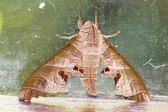 Marumba