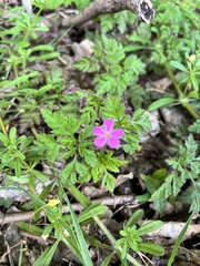 Geranium robertianum