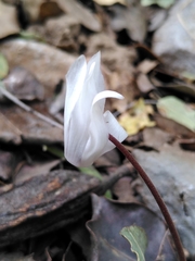 Cyclamen creticum