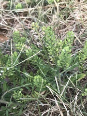 Lepidium austrinum