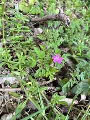 Geranium robertianum