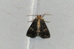 Condica albigutta