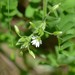 Sticky Mouse-ear Chickweed - Photo (c) Joseph D Kurtz, some rights reserved (CC BY-NC), uploaded by Joseph D Kurtz