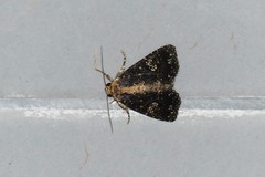 Condica albigutta