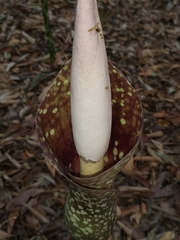 Amorphophallus bulbifer
