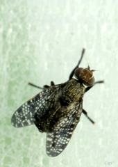 Platystoma seminationis