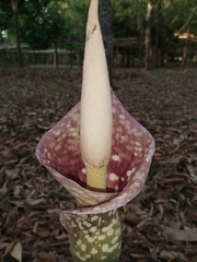 Amorphophallus bulbifer