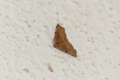 Achrosis rondelaria