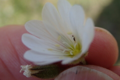 Cerastium arabidis