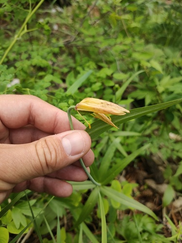 Fritillaria dagana, photograph 2