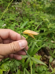 Fritillaria dagana, photograph (c) Евгений Егорейченков, some rights reserved (CC BY)