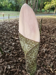 Amorphophallus bulbifer