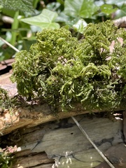 Thamnobryum