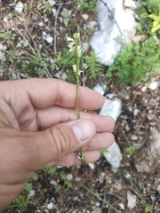 Arabis sagittata borealis