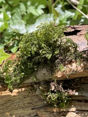 Thamnobryum