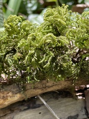 Thamnobryum