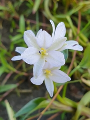 Pontederia vaginalis