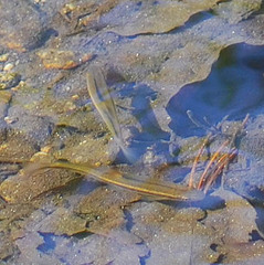 Rhynchocypris oxycephalus