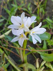 Pontederia vaginalis